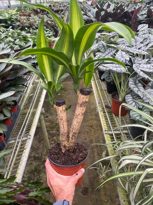 dracaena massangeana cane plant Dracaena Massangeana