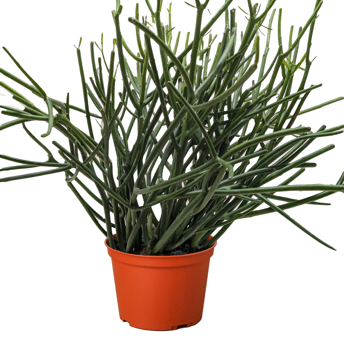 pencil cactus in hindi Euphorbia 'Pencil Cactus'