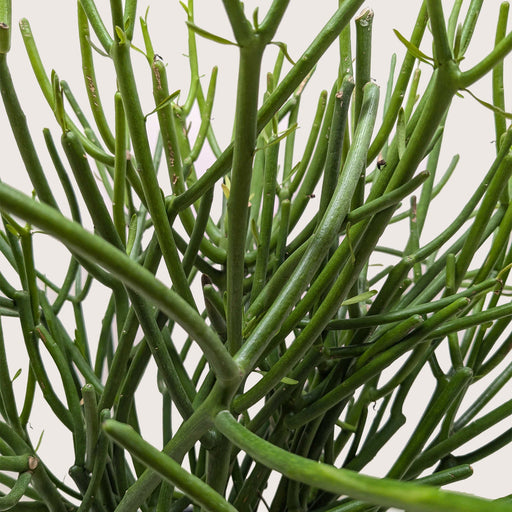 pencil cactus wiki Euphorbia 'Pencil Cactus'