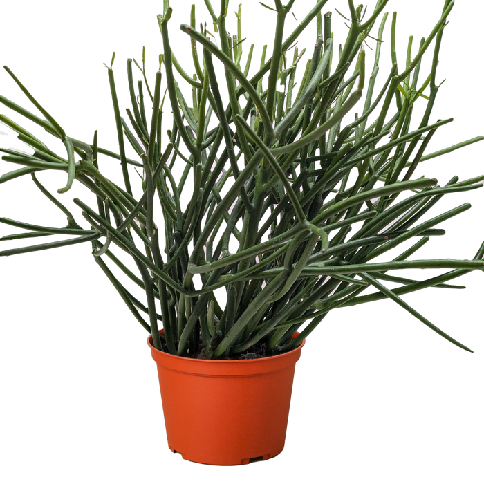 pencil cactus florida Euphorbia 'Pencil Cactus'