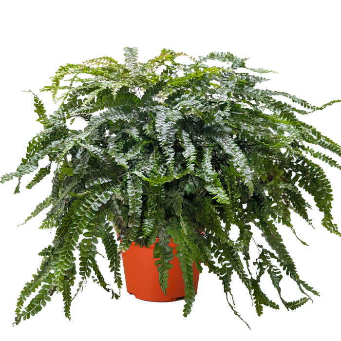 Fern Rosy Maidenhair