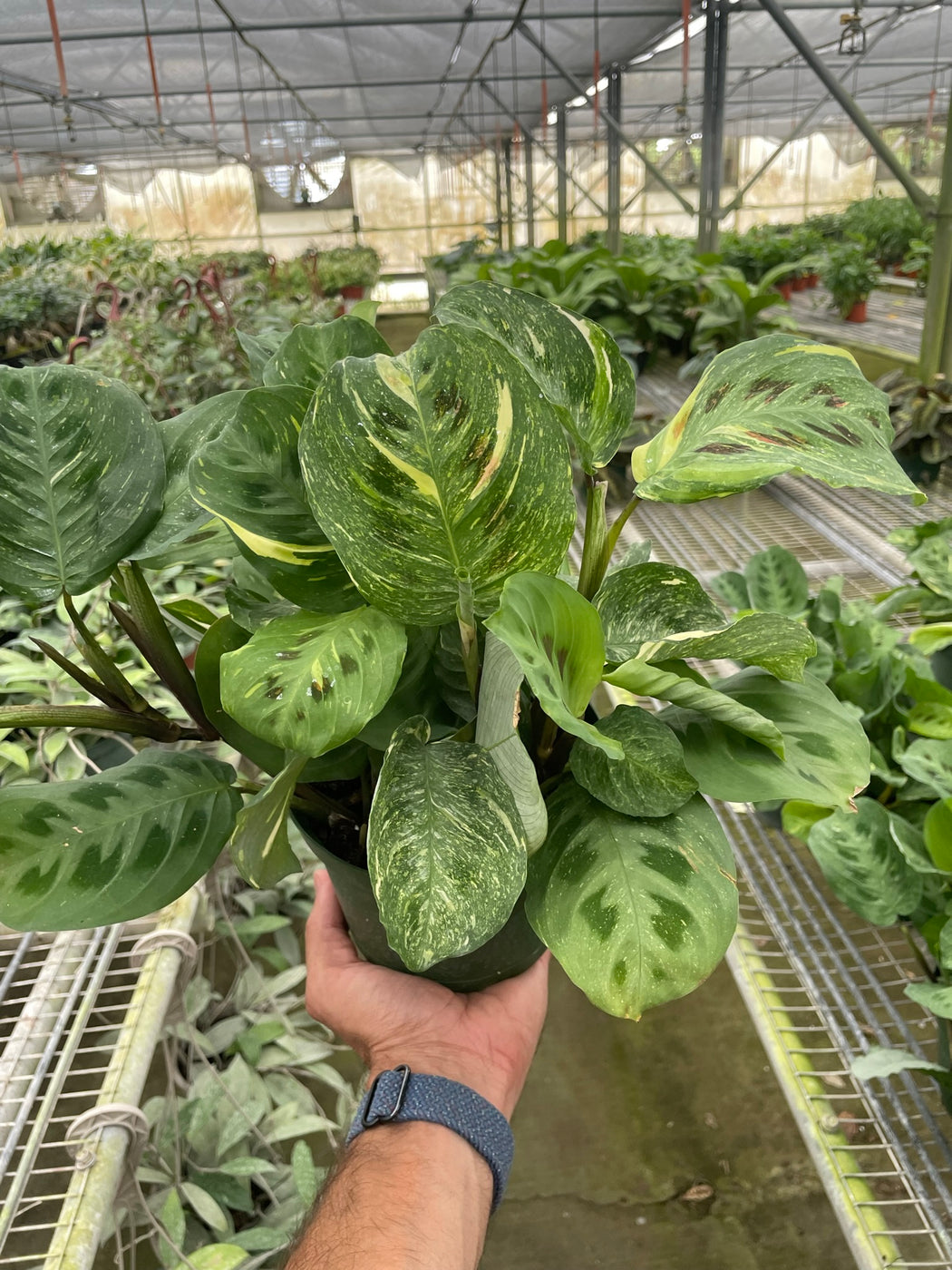 Maranta Variegated 'Beauty Kim' | House Plant Wholesale