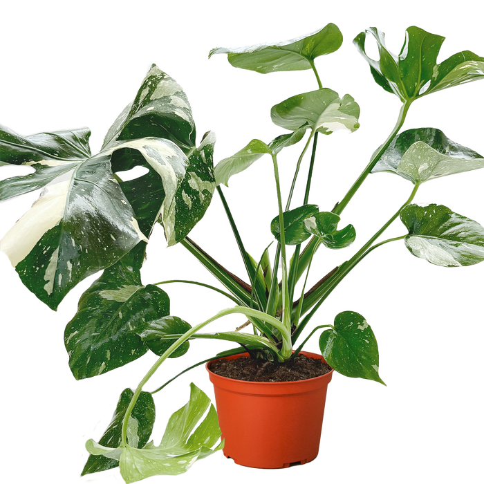 monstera thai plant Monstera 'Thai Constellation' | Indoor Plant | Tropical Plant