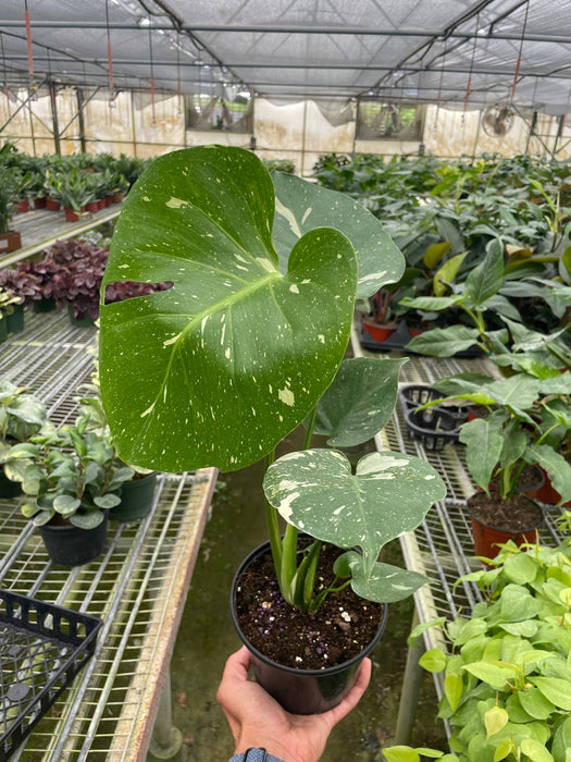 buy monstera thai constellation Monstera 'Thai Constellation' | Indoor Plant | Tropical Plant
