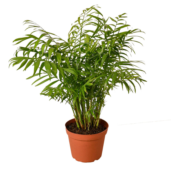 parlor palm big Parlor Palm | Indoor Plant | Tropical Plant | Chamaedorea elegans | Potted Plant