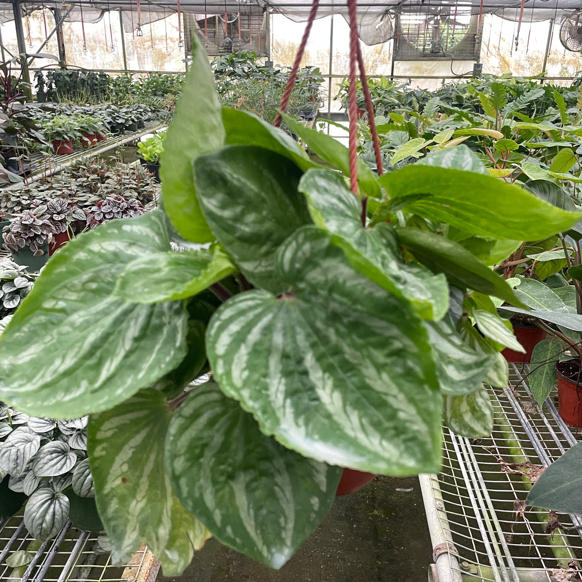 Peperomia 'Ecuador' | Indoor Plant | Tropical Plant