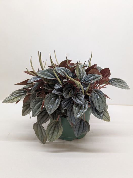 Peperomia 'San Marino'