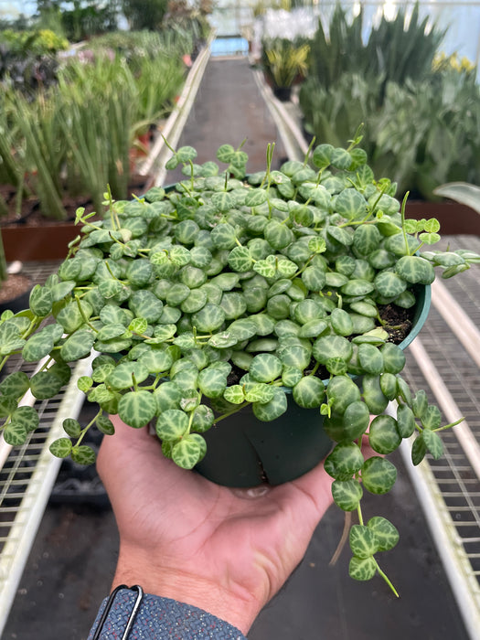 turtle house plant Peperomia Prostrata 'String of Turtles'
