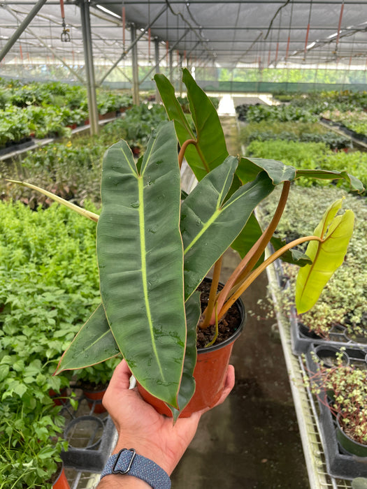 philodendron billietaie Philodendron 'Billietiae' | Indoor Plant | Tropical Plant