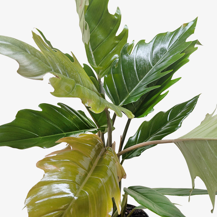 chocolate philodendron Philodendron Choco Empress
