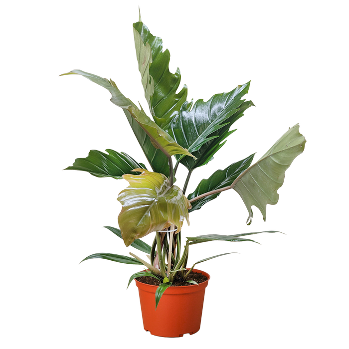choco empress philodendron care Philodendron Choco Empress