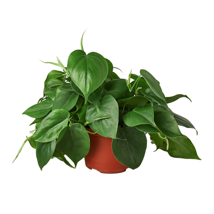 live philodendron cordatum heartleaf Philodendron Cordatum 'Heartleaf' | Indoor Plant | Tropical Plant | Potted Plant