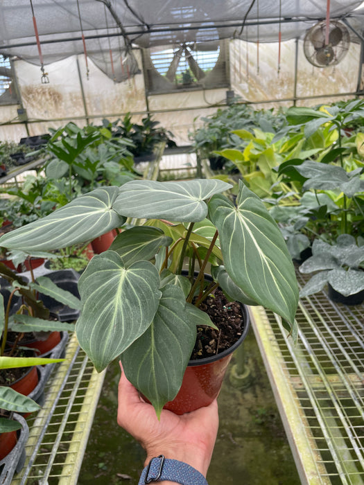philodendron goldilocks Philodendron 'Gold Violin' | Indoor Plant | Tropical Plant | Potted Plant