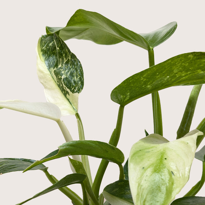 jose buono philodendron for sale Philodendron Jose Bueno — House Plant Wholesale