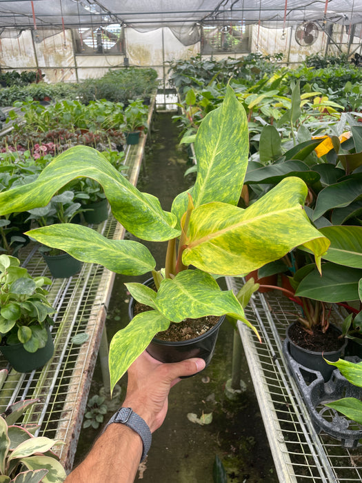 philodendron orange marmalade vs painted lady Philodendron 'Painted Lady' | Indoor Plant | Tropical Plant