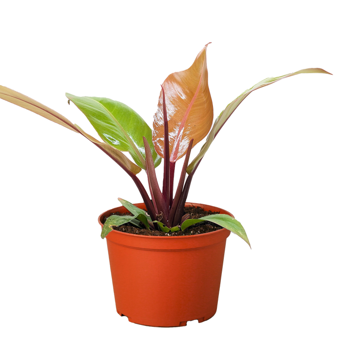 philodendron hydroculture Philodendron 'Prince of Orange'