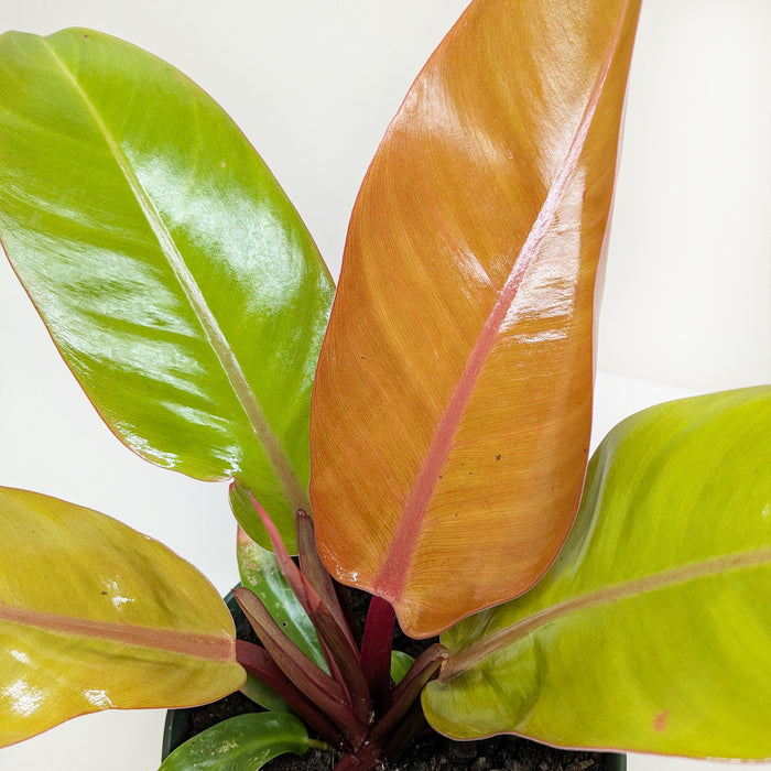 philodendron emerald prince Philodendron 'Prince of Orange'