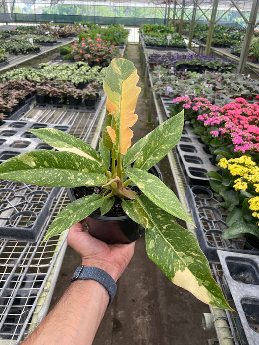 Philodendron 'Variegated Ring of Fire '
