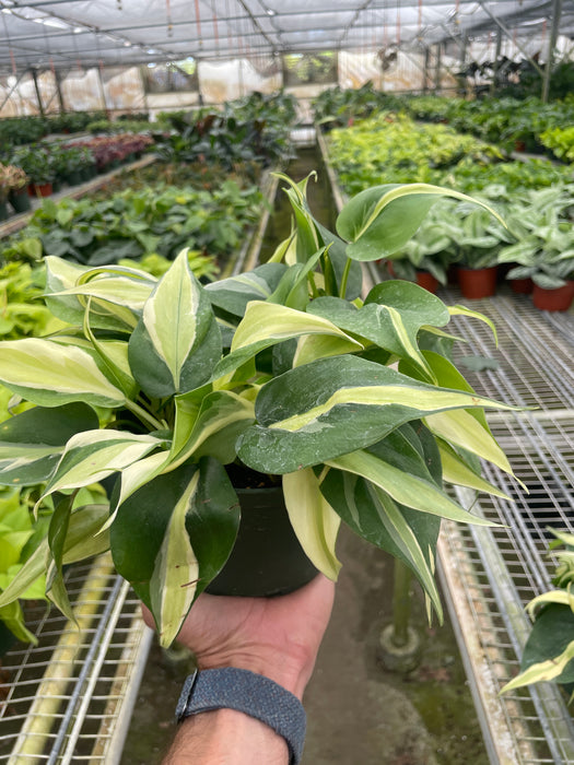 silver stripe philodendron for sale Philodendron 'Brasil' | Indoor Plant | Tropical Plant