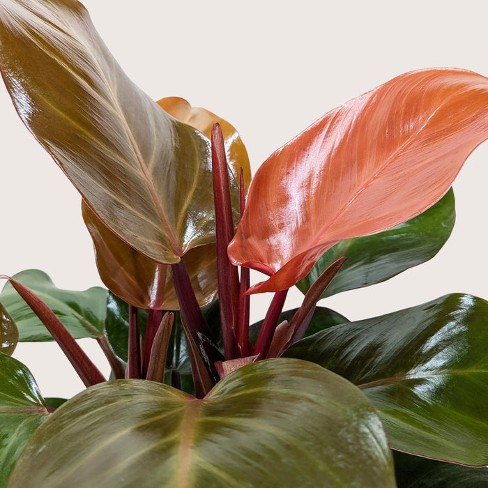 philodendron bipinnatifidum burgundy Philodendron 'Sun Red'