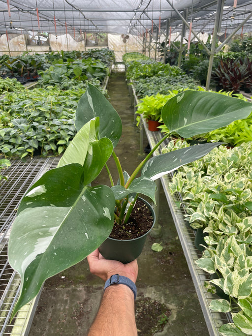 white princess philodendron price Philodendron 'White Princess' | Indoor Plant | Tropical Plant