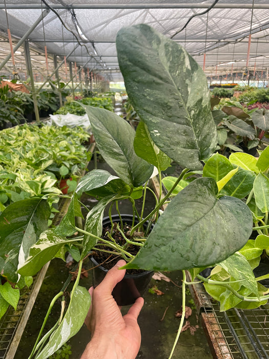 pothos albo variegata Pothos 'Albo Variegata'