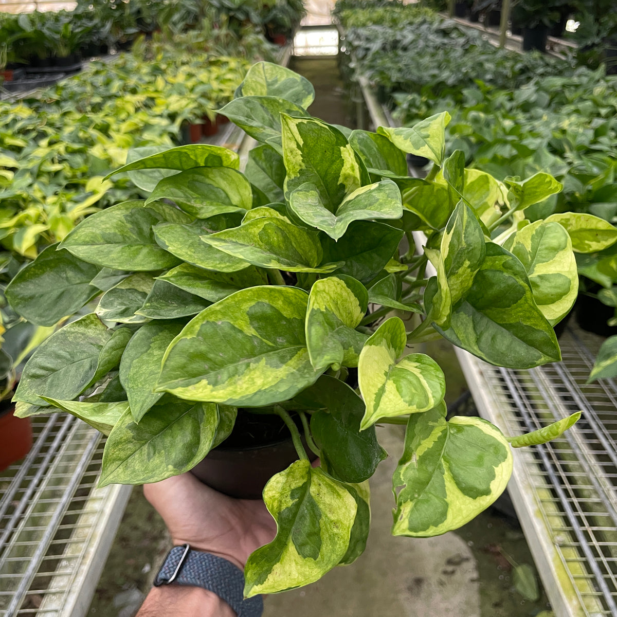 pothos dunnville Pothos 'Lemon Meringue'