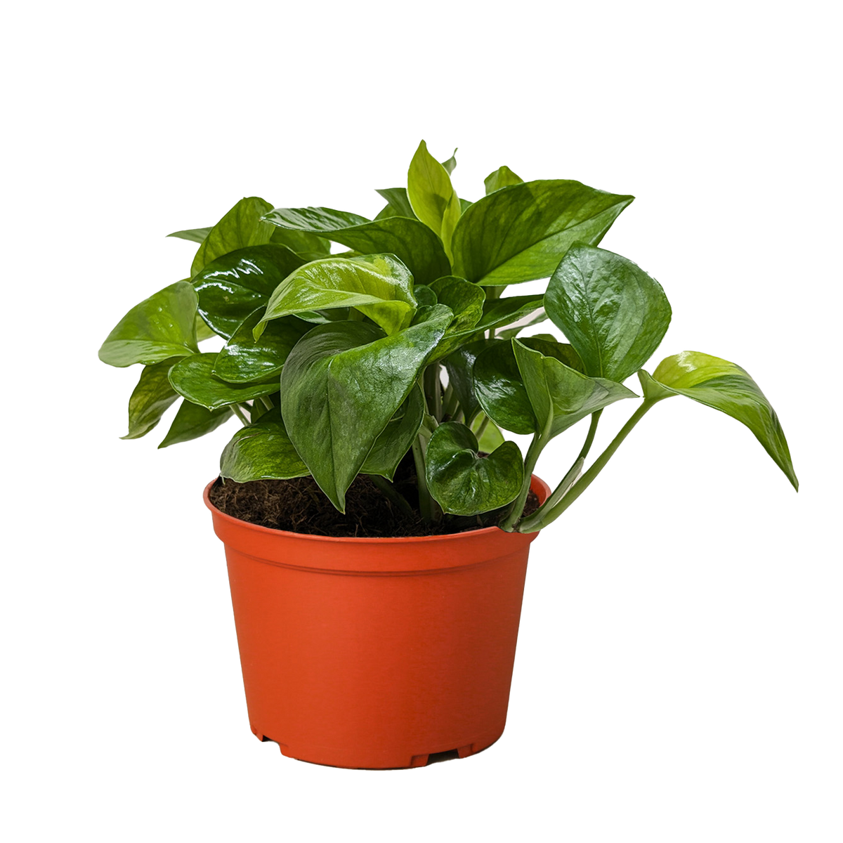 lemon pothos Pothos 'Lemon Top'
