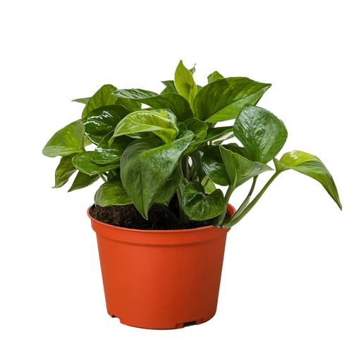 le pothos Pothos 'Lemon Top'