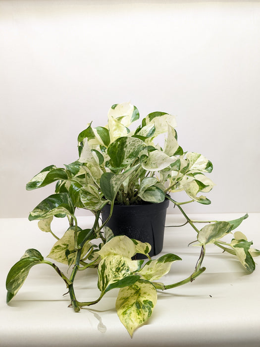manjula pothos lowe's Pothos 'Manjula'