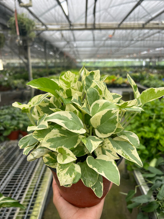 n'joy pothos for sale Pothos 'N'joy'