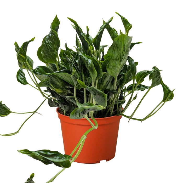 godzilla pothos plant Pothos 'Shangri La'