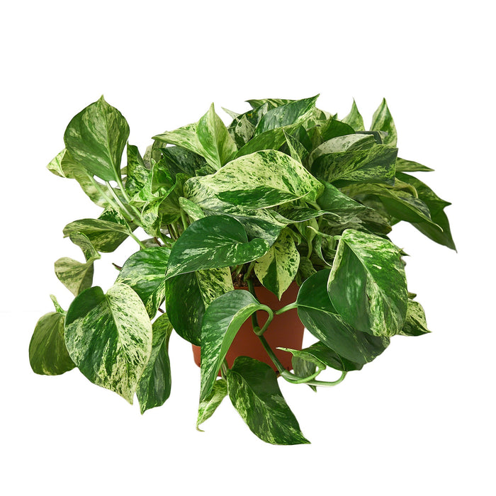 large marble pothos Pothos 'Marble Queen' | Indoor Plant | Tropical Plant | Potted Plant