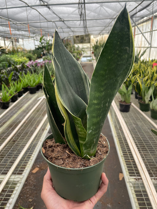 sansevieria trifasciata for sale Snake 'Fabi'