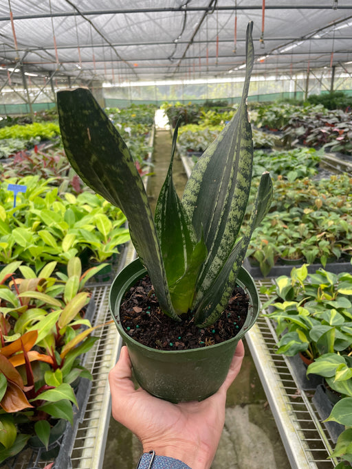 sansevierias for sale Snake Plant 'Whitney' | Indoor Plant | Sansevieria
