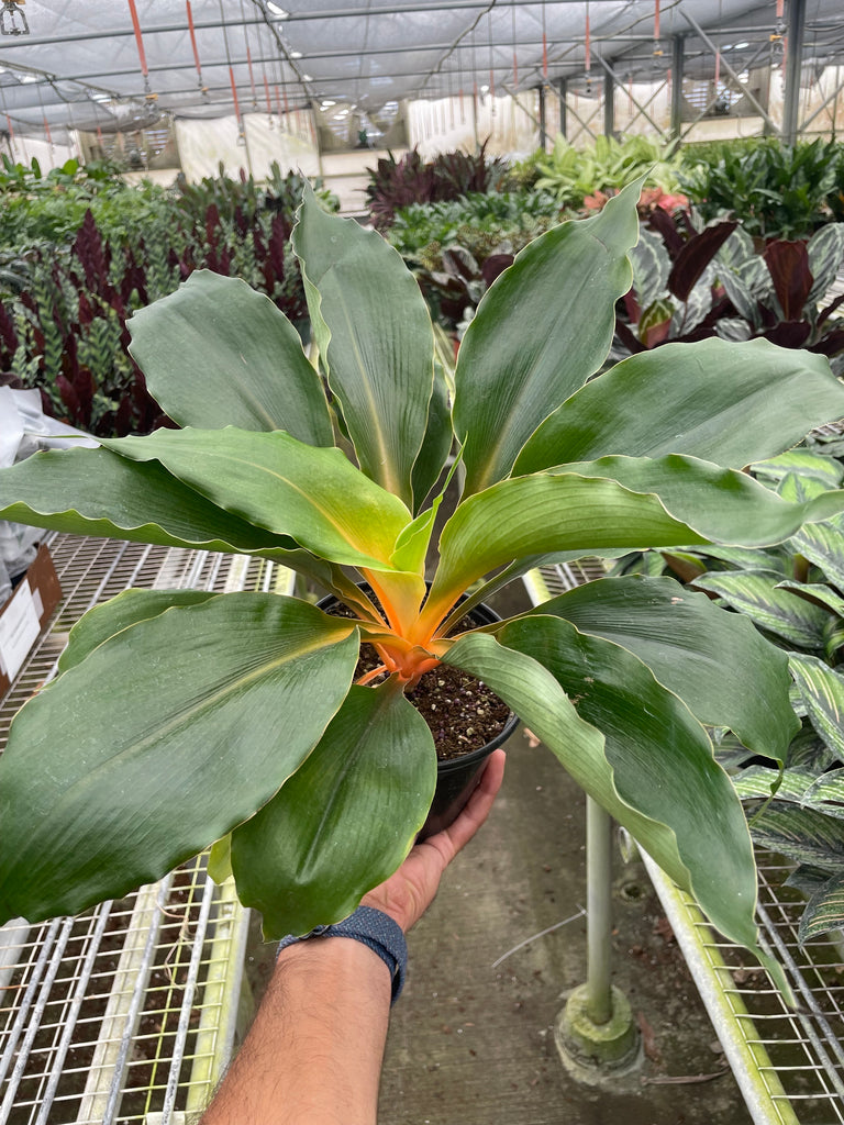 chlorophytum amaniense seeds Spider Plant 'Fire Flash' | Indoor Plant | Tropical Plant | Potted Plant