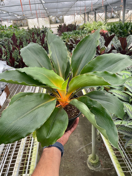 fire flash spider plant Spider Plant 'Fire Flash' | Indoor Plant | Tropical Plant | Potted Plant