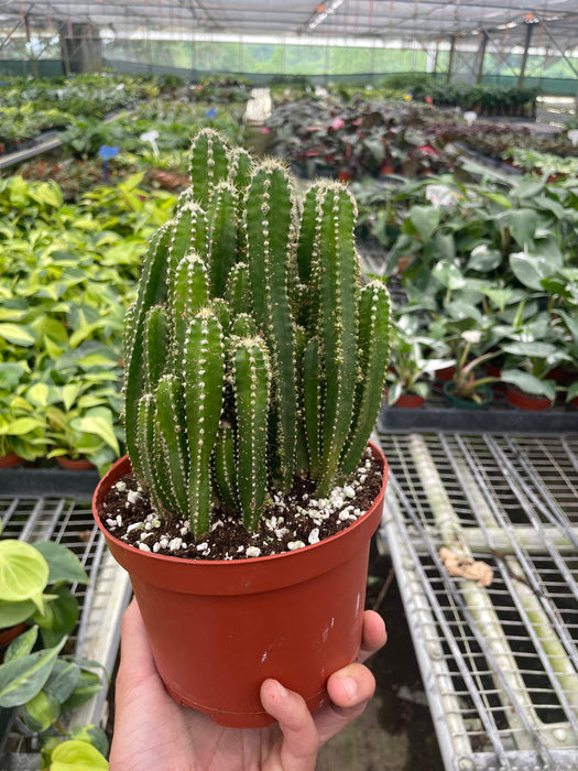 fairy castle succulent Fairy Castle Cactus