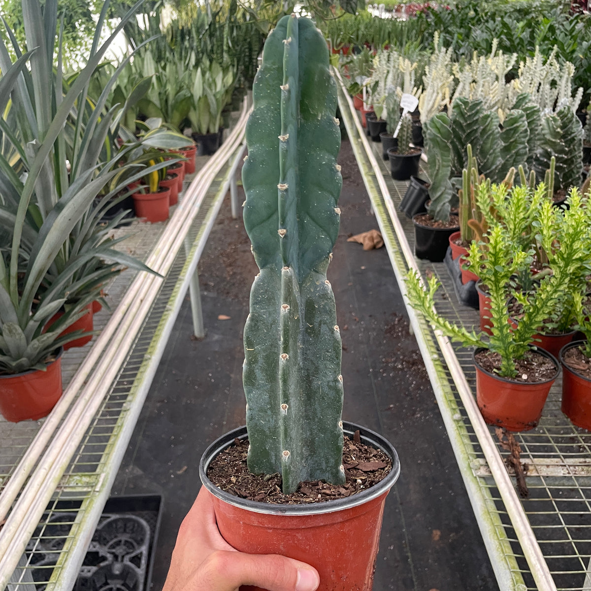 Succulent Cereus Cuddly Cactus