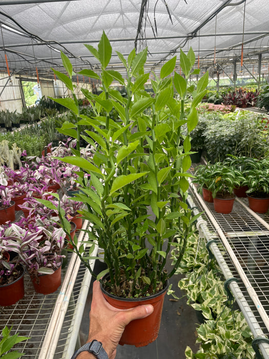 succulent devils backbone plant Variegated Devil's Backbone Euphorbia