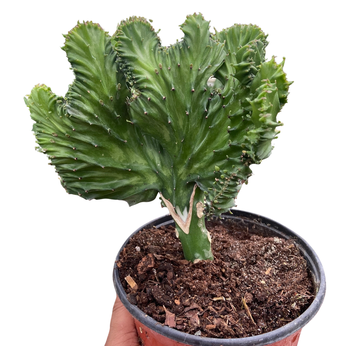 Succulent Euphorbia Lactea Mermaid Tail