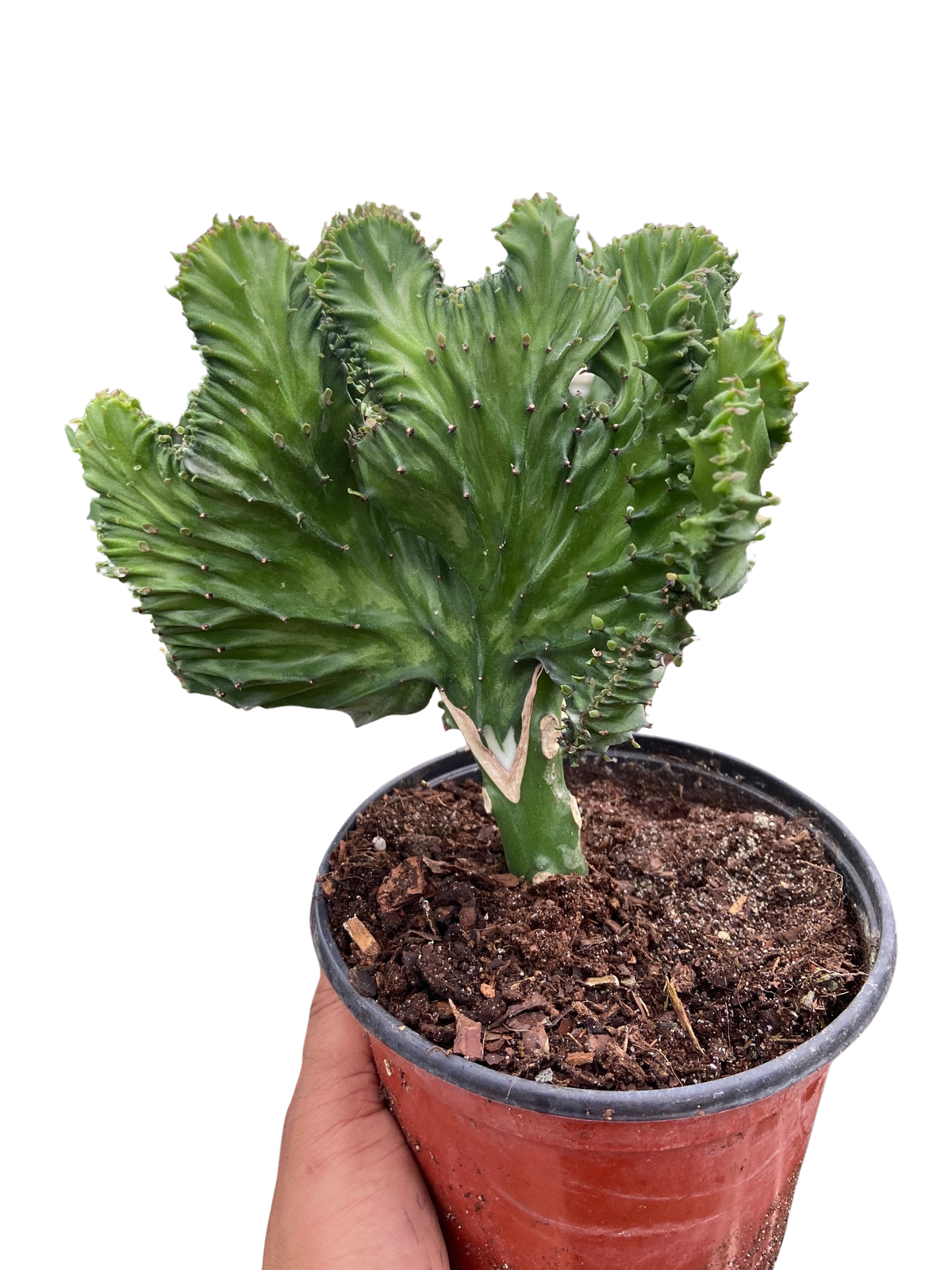mermaid tail succulents for sale Succulent Euphorbia Lactea Mermaid Tail