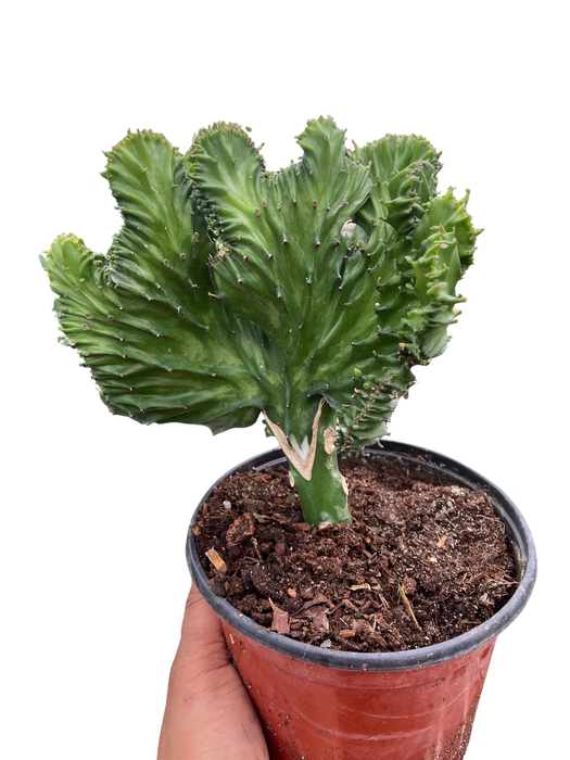 mermaid tails succulent Succulent Euphorbia Lactea Mermaid Tail