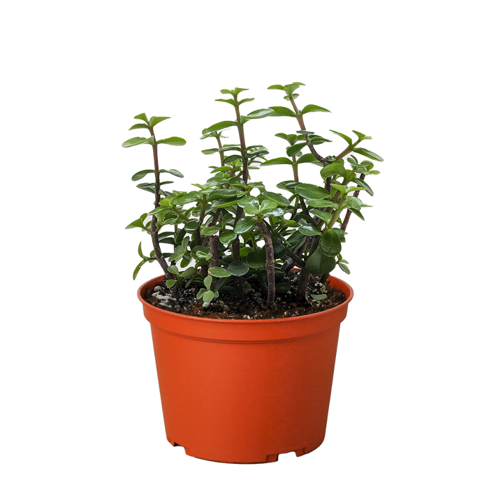 bushy succulent Succulent 'Elephant Bush'