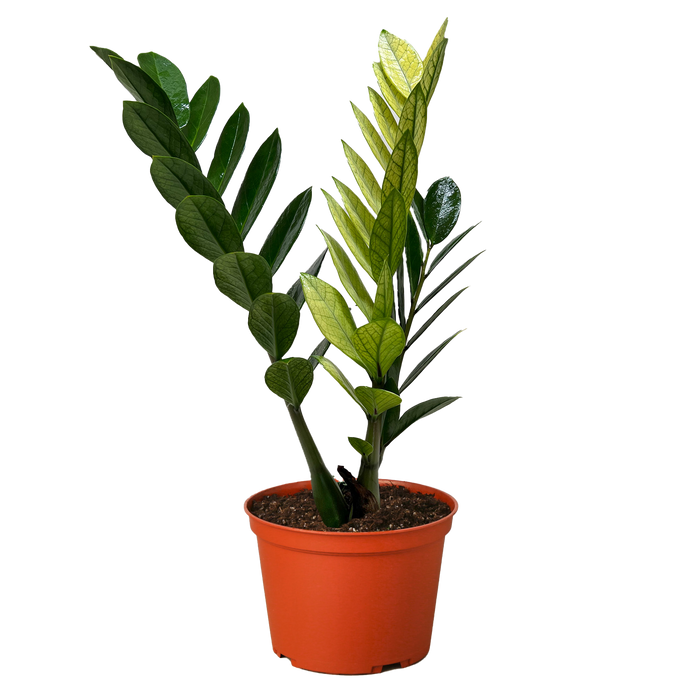 zz plant seeds for sale Zamioculcas 'Chameleon'