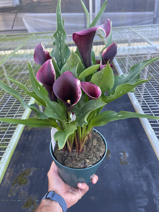 can calla lilies be indoor plants Purple Calla Lily - 6" Pot | Indoor Plant | Tropical Plant | Potted Plant