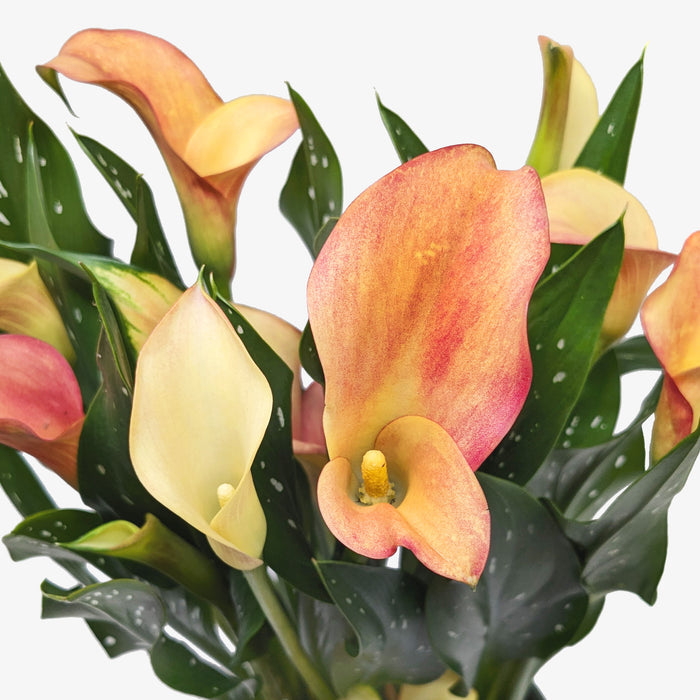 where to buy calla lily plants near me Purple Calla Lily - 6" Pot | Indoor Plant | Tropical Plant | Potted Plant