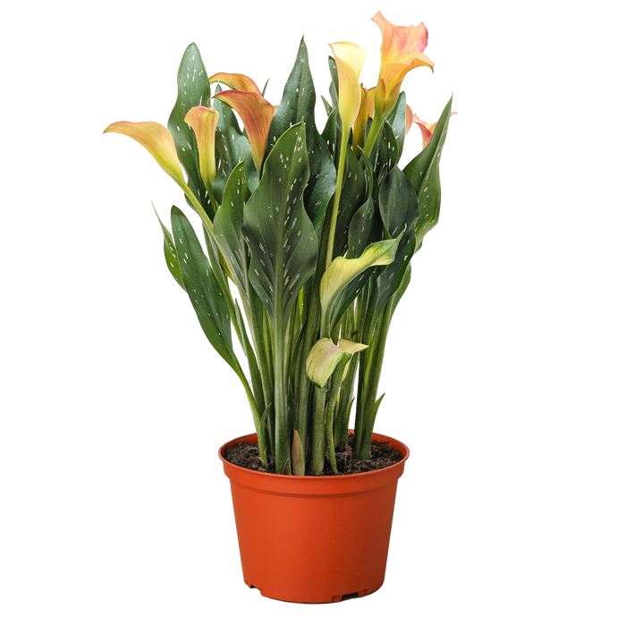 calla lily potted plant for sale Purple Calla Lily - 6" Pot | Indoor Plant | Tropical Plant | Potted Plant