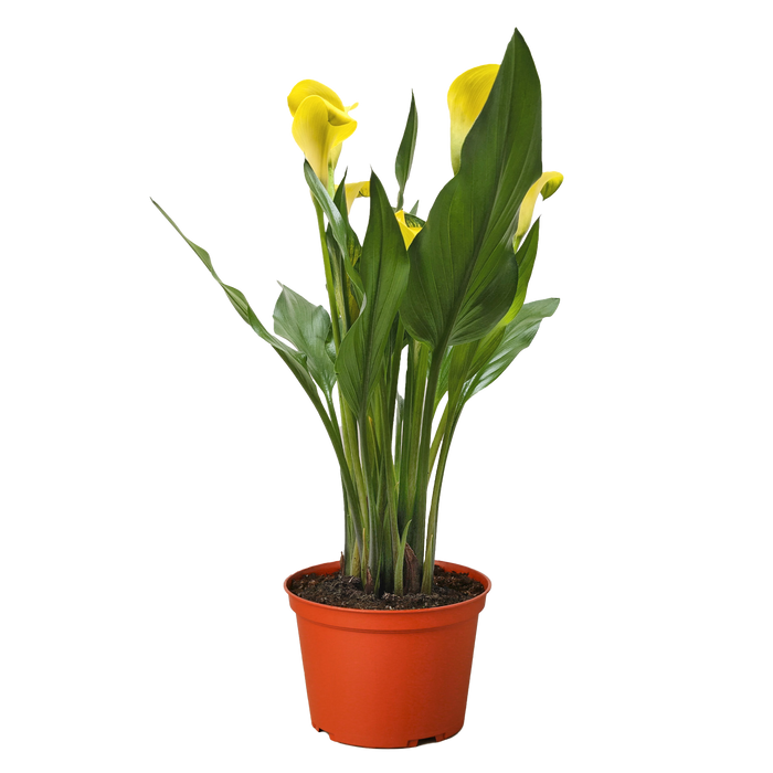 calla lily plant for sale Purple Calla Lily - 6" Pot | Indoor Plant | Tropical Plant | Potted Plant