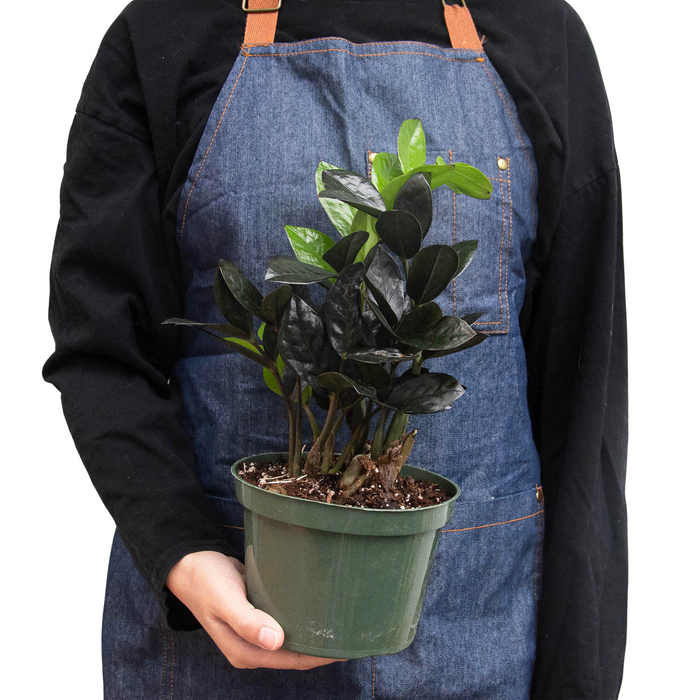 black zz plant for sale ZZ Zamioculcas 'Black Queen' | Indoor Plant | Tropical Plant | Potted Plant